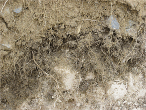 Desarrollo de raíces de plantas en suelos cubiertos con lodo