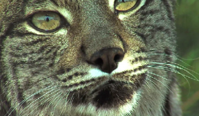 Fotografía ilustrativa del recurso