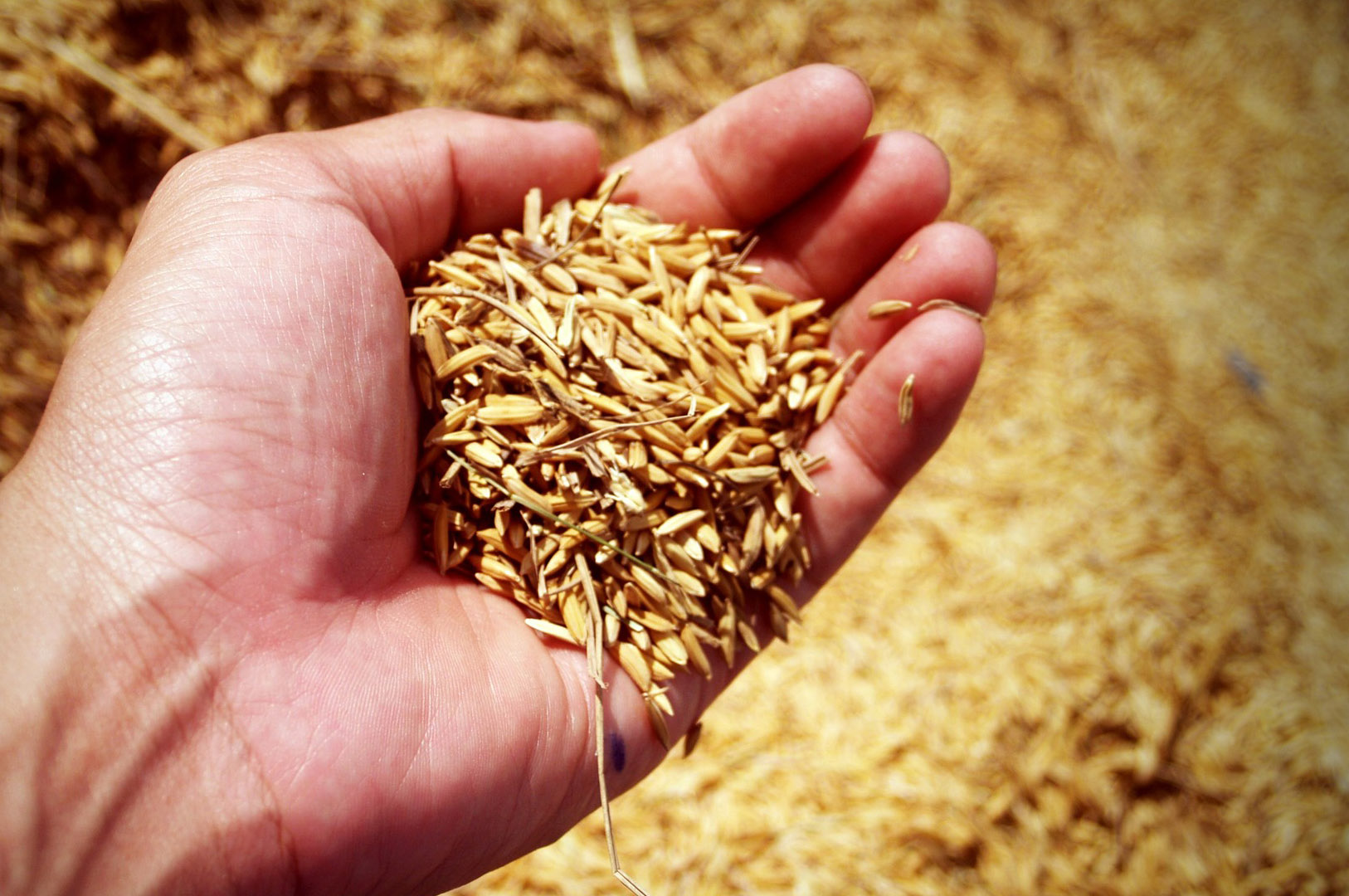 Patentan una segunda vida para la cáscara de arroz - Fundación Descubre
