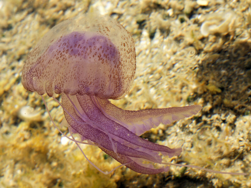 'Pelagia noctiluca' o medusa luminescente.