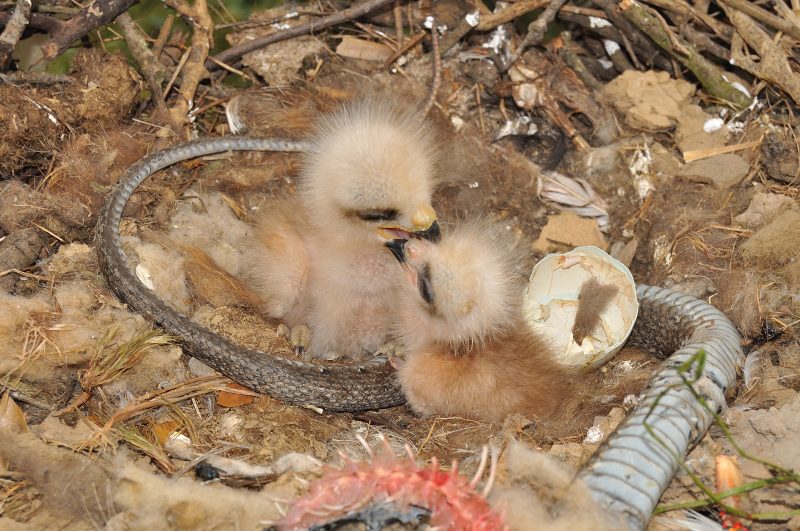 Fotografía de dos pollos de milano disputando en el nido con una serpiente cerca de ellos. / Foto: Fabrizio Sergio.