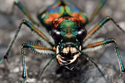 El escarabajo tigre ('Cicindela japonica') habita en el suelo. Fuente: Global Soil Biodiversity Atlas