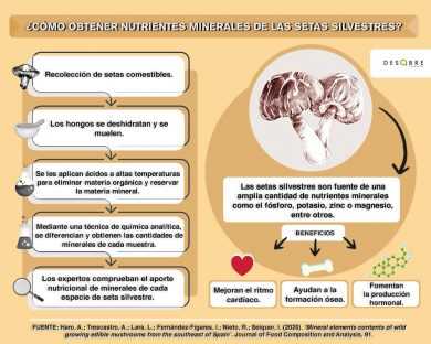 cualidades nutricionales de 18 especies de setas silvestres de Andalucía