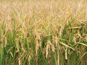 En Europa se destinan 467.000 hectáreas a la producción de arroz. / Greenrice