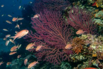 Paramuricea-clavata alga