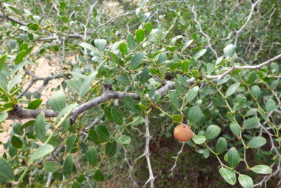 Azufaifo en fruto.