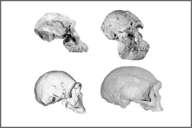 cuatro cráneos homínidos 