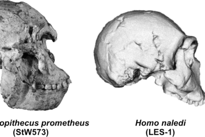 cuatro cráneos nuevos de homínidos