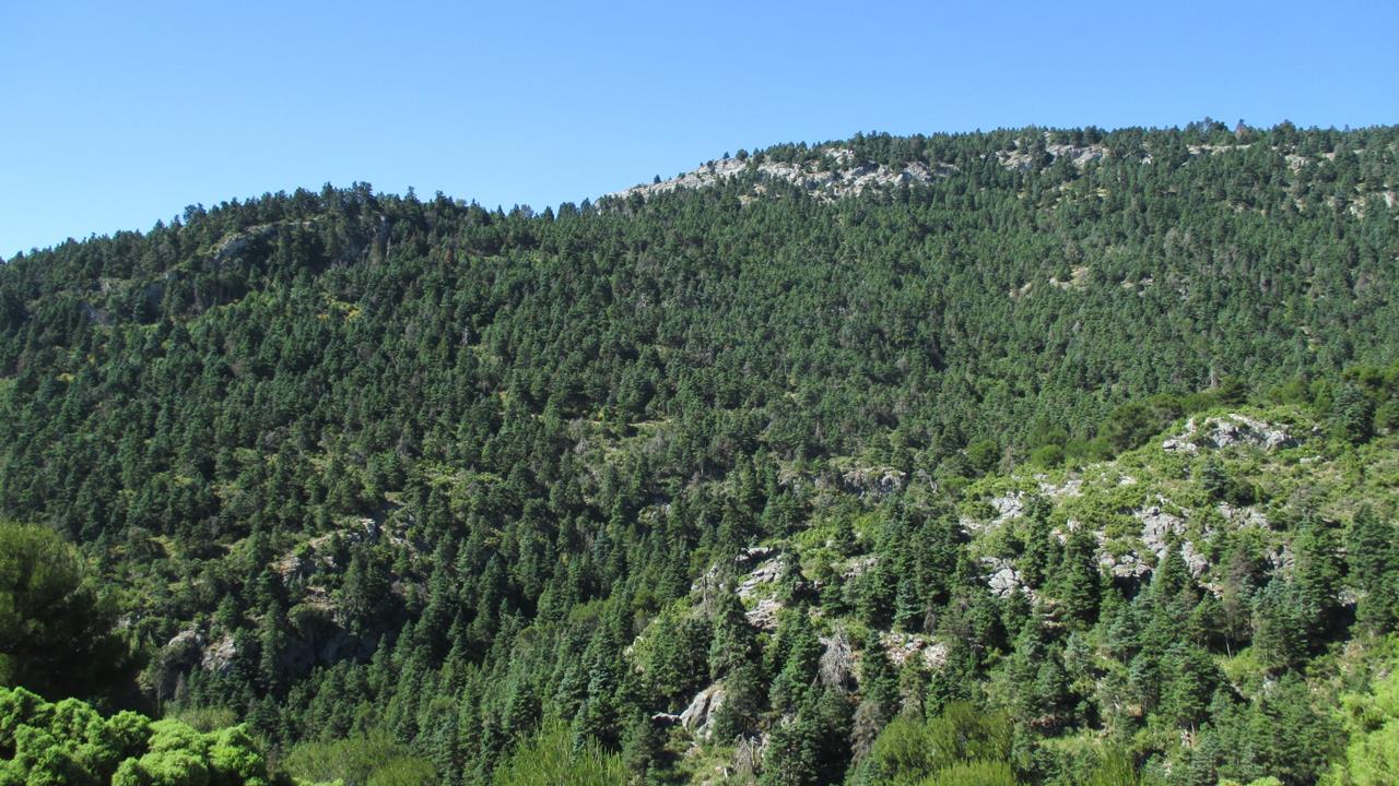 Poblaciones de pinsapo afectadas por la sequía en el Parque Nacional de Sierra de las Nieves