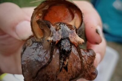 Ejemplar de caracol manzana (Pomacea maculata), una de las especies invasoras que están perjudicando gravemente los ecosistemas del Ebro. Crédito: Vanesa Céspedes
