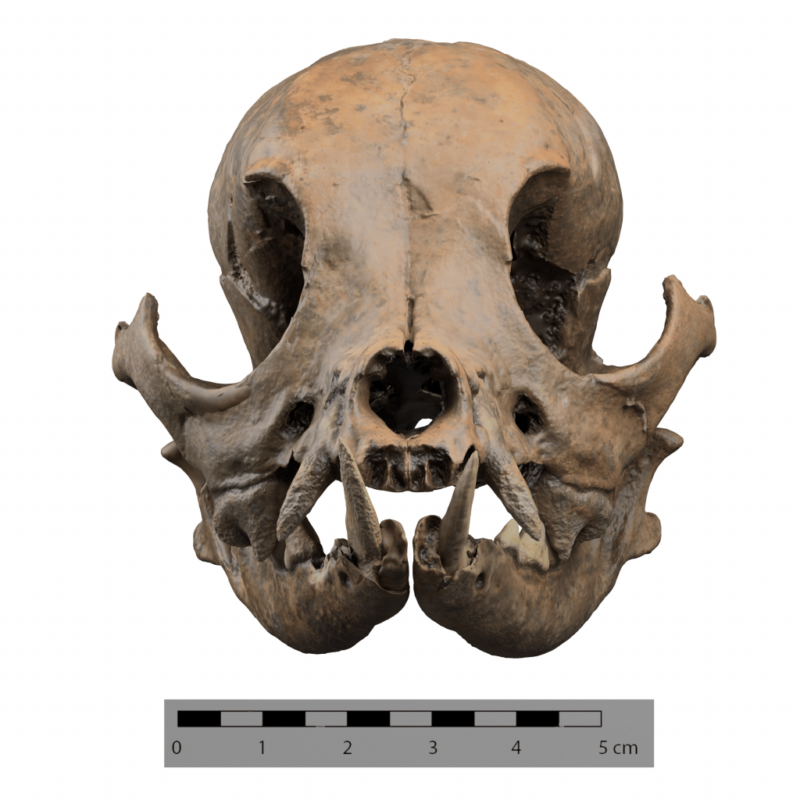 Fotografía del cráneo de un perro del Imperio Romano.
