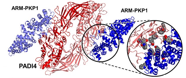El trabajo muestra por primera vez cómo interactúan PADI4 y ARM-PKP1, mediante estudios computacionales y ensayos in vitro.