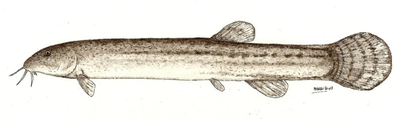 Misgurnus anguillicaudatus del Delta del Ebro (autor: Miguel Clavero)