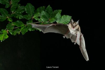 Murciélago de herradura grande adulto en vuelo. / Laura Torrent Alsina (Museo de Granollers)