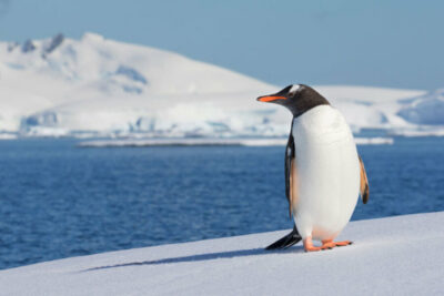 Los pingüinos juegan un papel esencial en la regeneración de hierro en el mar Austral./ Creative Commons.