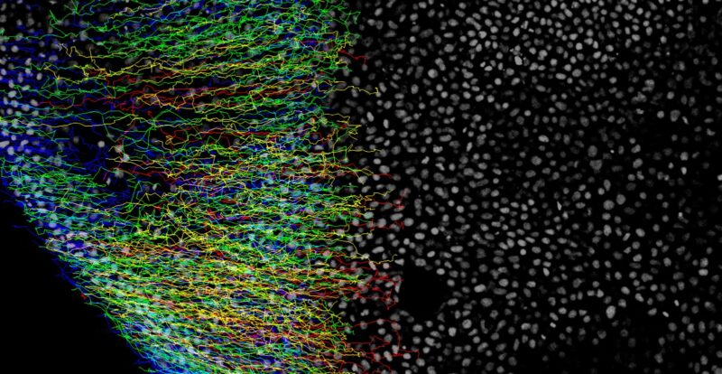 Imagen del proceso de gastrulación. Los puntos blancos marcan las células con proteínas Yap y las líneas de colores son las trayectorias de esas células durante la gastrulación. Imagen: CABD