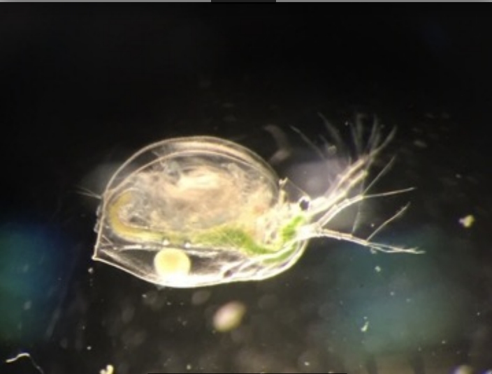 La Daphnia magna, conocida como pulga de agua es una especie de plancton frecuente en los ecosistemas afectados por la exposición al glifosato, un compuesto utilizado en agricultura intensiva de olivares.
