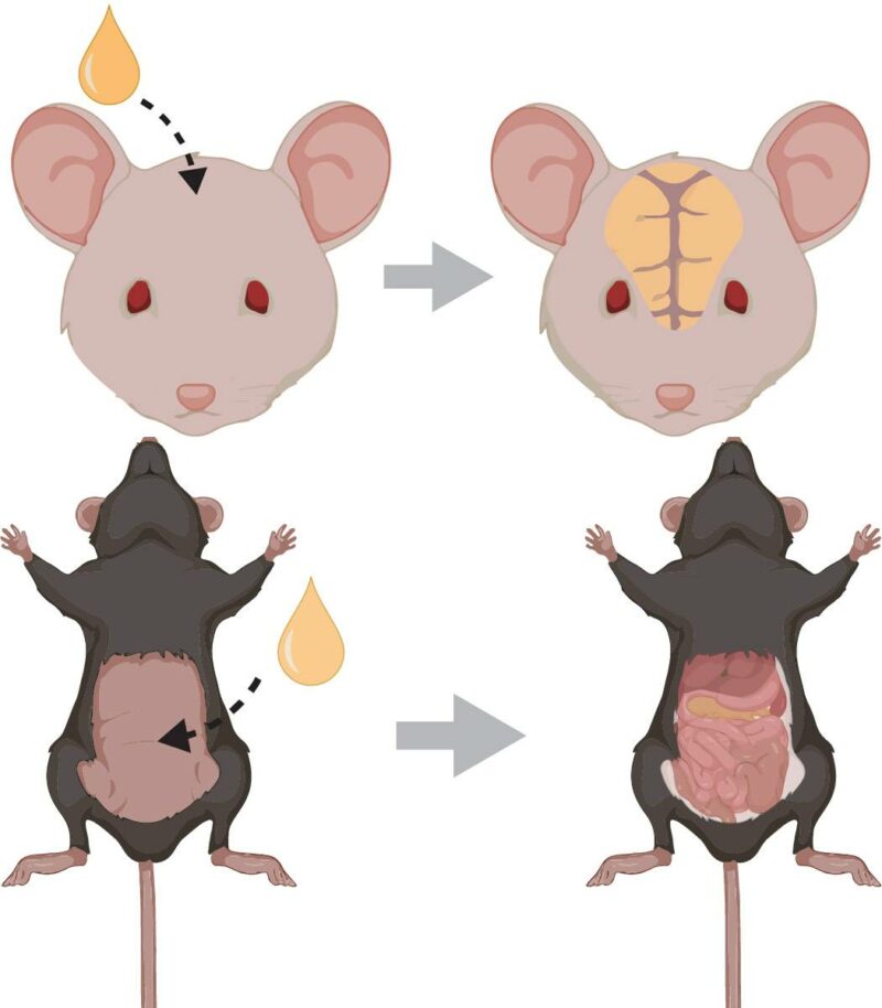 Los científicos han conseguido que la piel del cráneo y el abdomen de ratones vivos se vuelva transparente aplicando en esas zonas una mezcla de agua y un colorante alimentario amarillo común llamado tartrazina. / Zihao Ou/BioRender.com