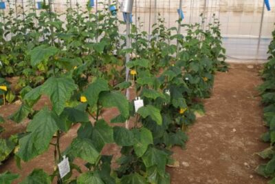 Fotografía ilustrativa del artículo