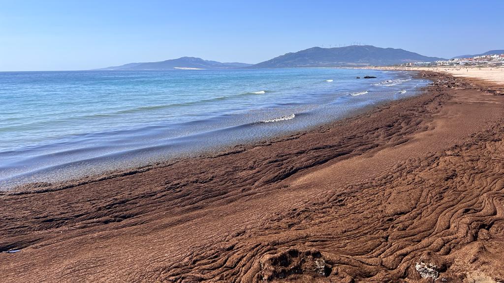 Los científicos platean transformar el ‘alga invasora’ de las costas en un biofertilizante para uso agrícola / Imagen: Universidad de Sevilla