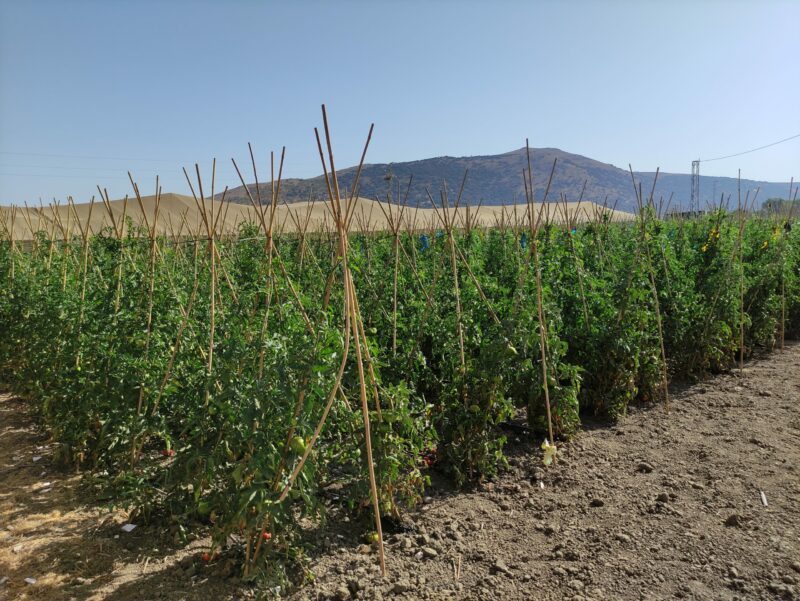 Experimento de campo.