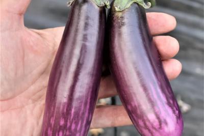 Fotografía ilustrativa del artículo