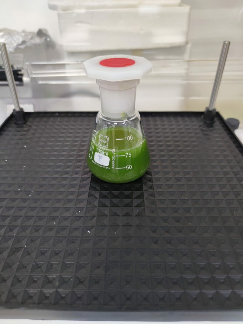 Muestra de microalga.