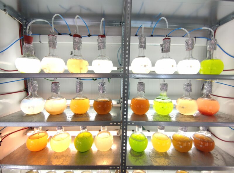 Este método de conservación de microalgas aumenta su tamaño y las conserva durante más tiempo, con sus características genéticas y funcionales intactas para los experimentos de laboratorio.