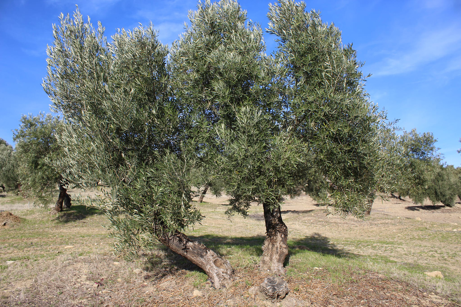 Imagen de uno de los olivares analizados.