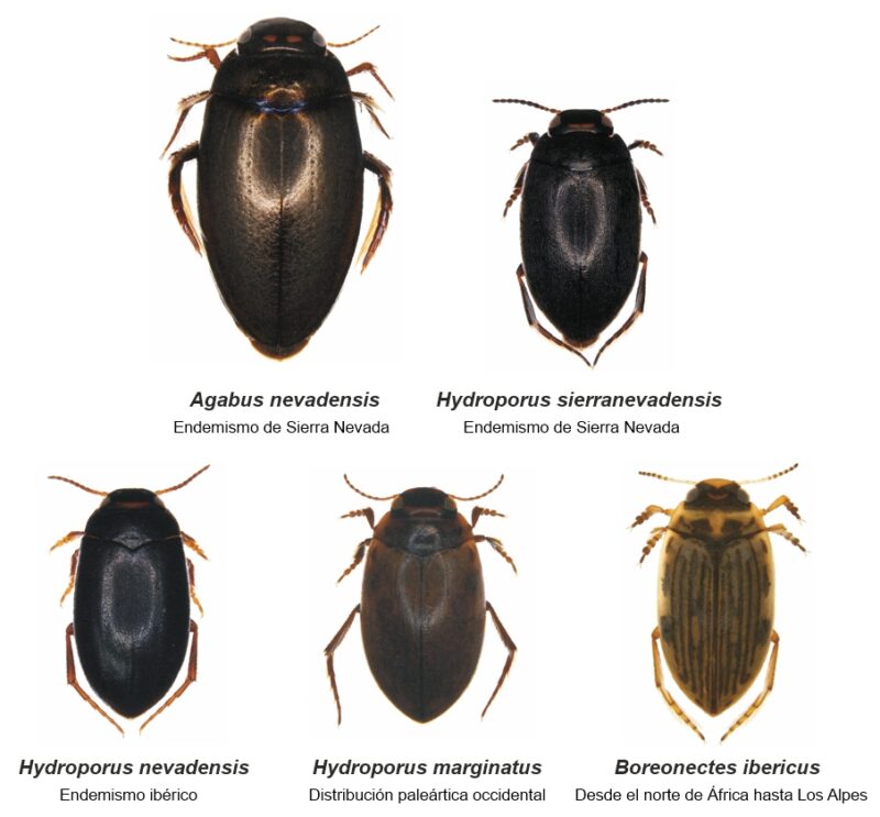 Especies de escarabajos depredadores presentes en las lagunas de SN (Foto. José A. Carbonell)