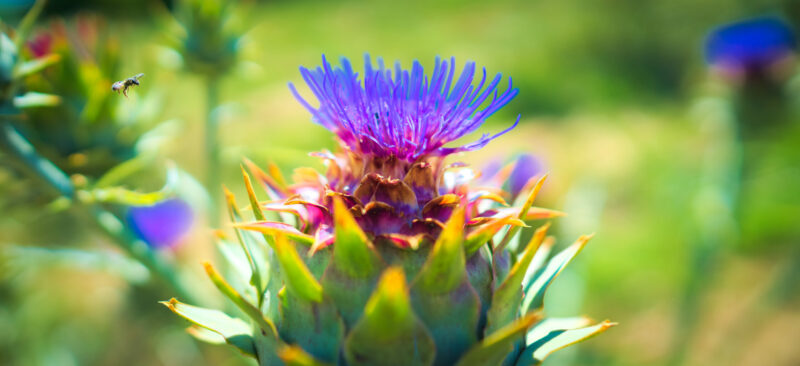 Cardo (Cynara cardunculus) en campo, con flor abierta