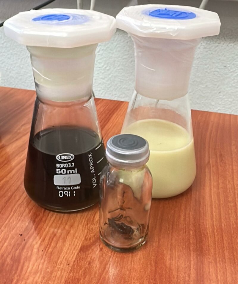 Extracto de hoja de cardo (Cynara cardunculus) disuelto en etanol (izquierda), nanoemulsión (derecha) y extracto seco (delante)