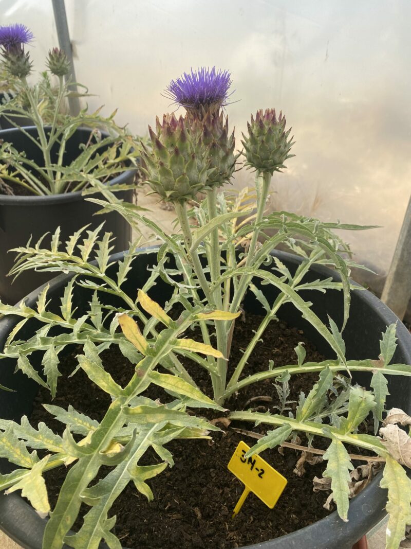 Cardo (Cynara cardunculus) en maceta, con flor y en condiciones de invernadero