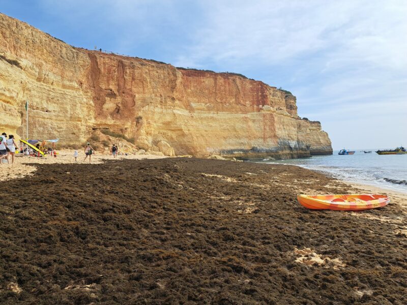 Invasión de alga asiática 'Rugulopteryx okamurae' en una playa del litoral gaditano. Autora: Mar Roca