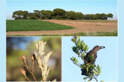 Fotografía ilustrativa del artículo