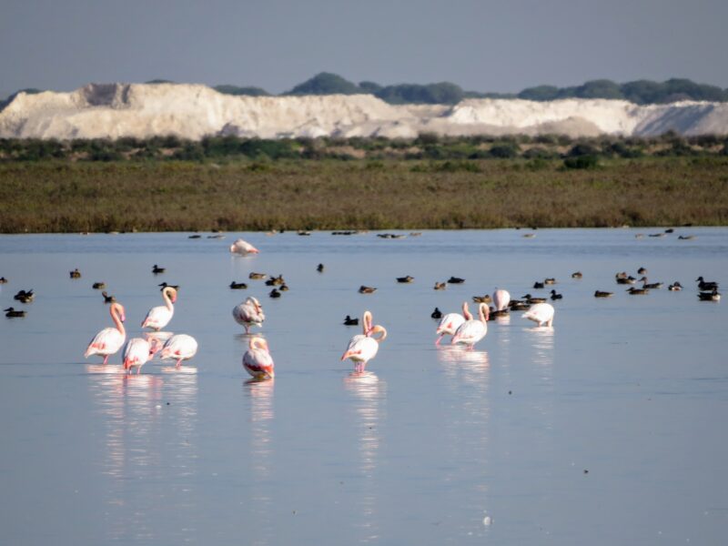 Flamencos en la marisma de Doñana. Crédito: J. Manuel Vidal Cordero / EBD CSIC