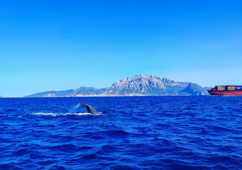 Ejemplar de cachalote en el Estrecho de Gibraltar. 