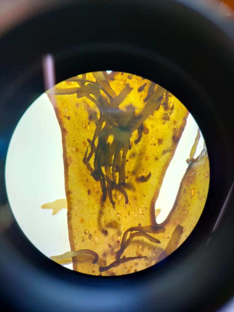 Rugulopteryx okamurae vista al microscopio.