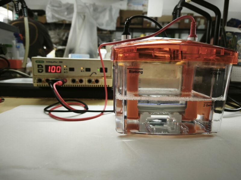 Cubeta utilizada en la técnica de Western blot para el análisis.