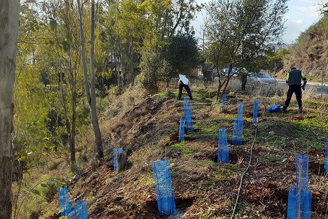 El inventariado de árboles urbanos objeto de estudio se corresponden con los que se encuentran en Málaga y en Sevilla.