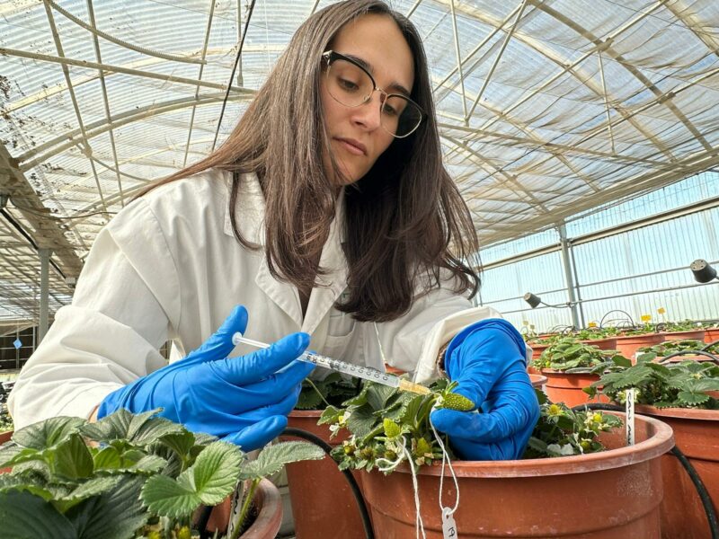 Patricia Pacheco, una de las autoras del estudio, analizando las fresas en el invernadero.