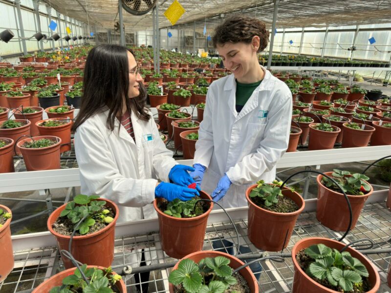La fresa cultivada es una especie octoploide, es decir, contiene ocho copias de su genoma, a diferencia de otras plantas modelo más estudiadas y genéticamente más sencillas como el tomate o Arabidopsis.